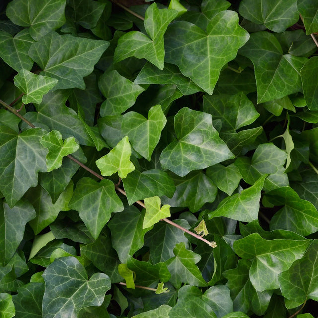Tipps zur Düngung von Efeu (Hedera)