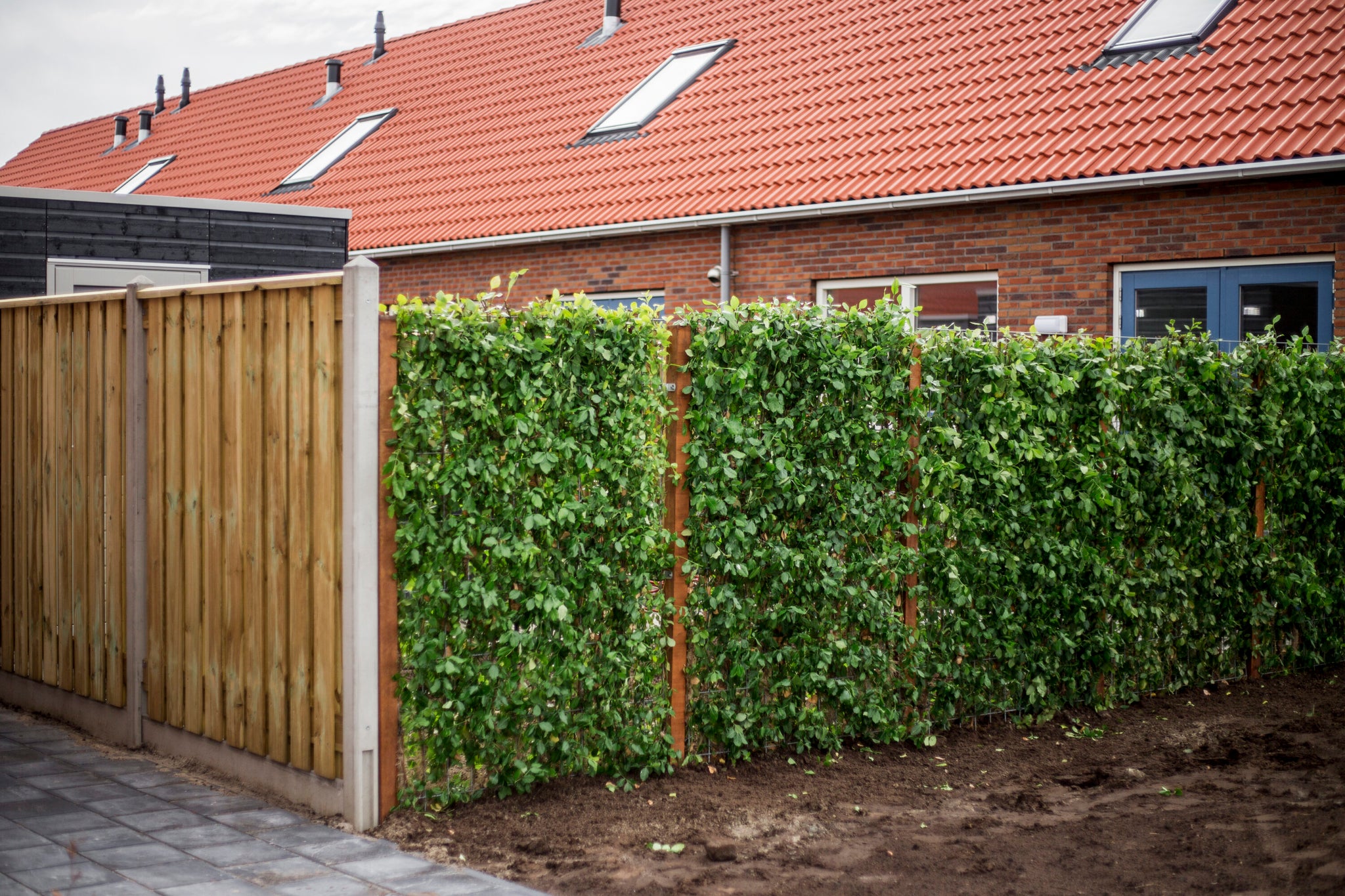 Privatsphäre in Ihrem Garten: Von neugierigen Nachbarn zu grünen Wänden