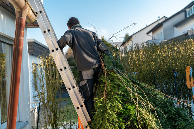 Koniferen selbst aus dem Garten entfernen: 5 Schritte