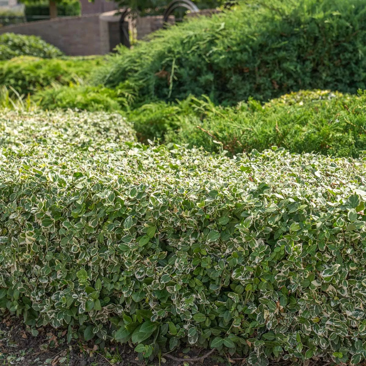 Wie beschneidet man die Kriechspindel?