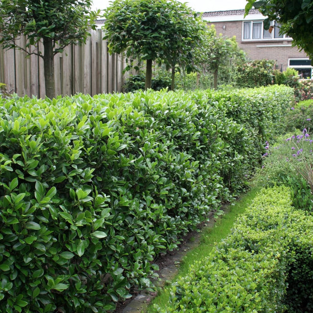 Ligusterhecke pflanzen: So gelingt es garantiert