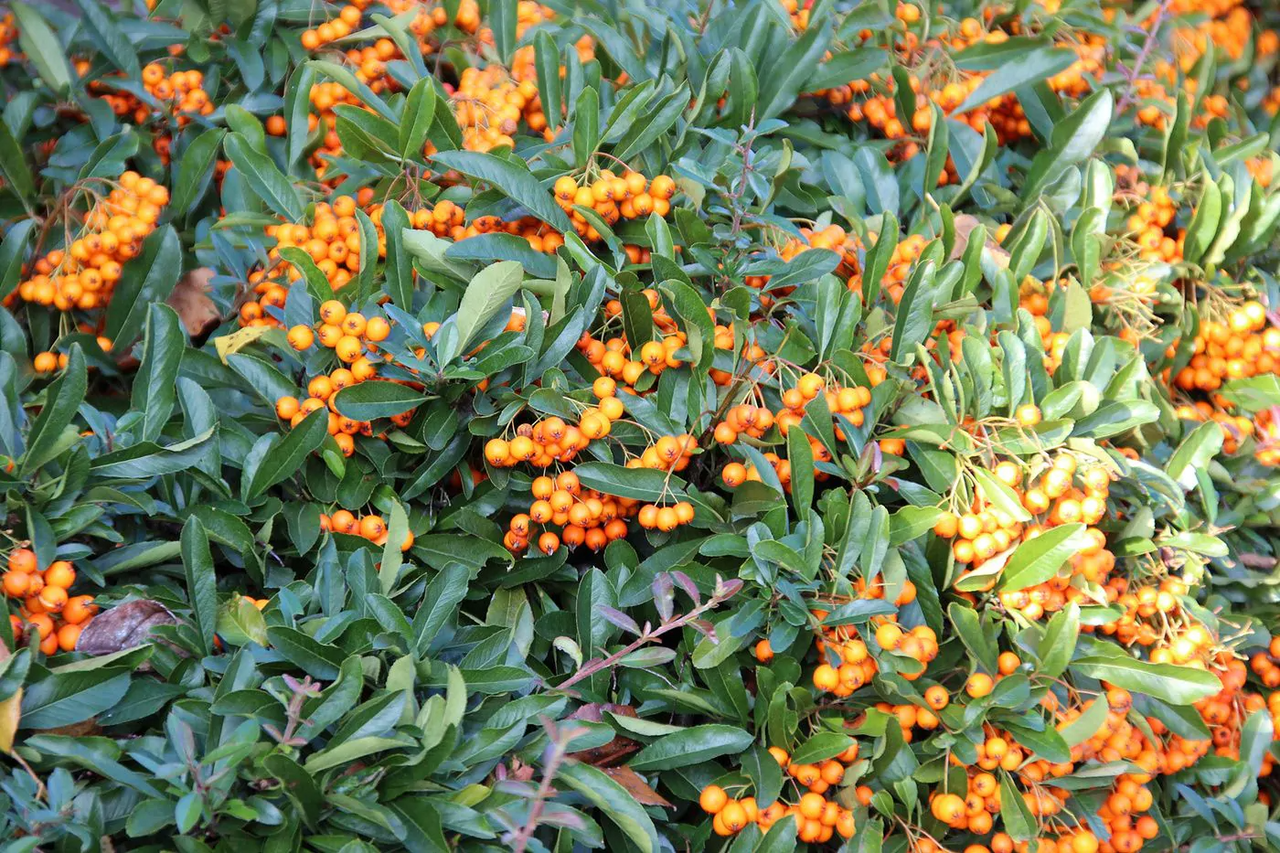 Pflanzzeit des Feuerdorns (Pyracantha)