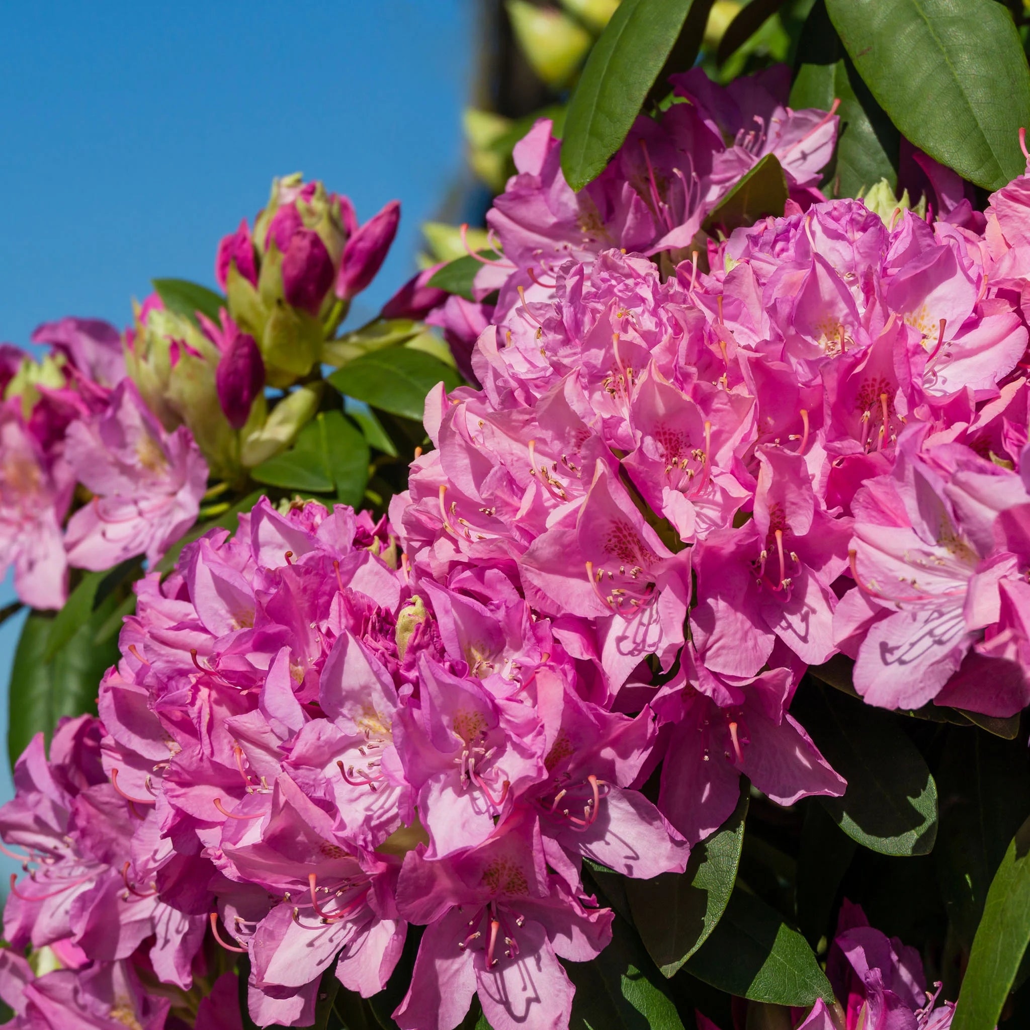 Der ideale Standort für eine Rhododendron-Hecke