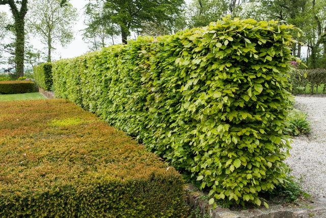 Dekorieren Sie Ihren Garten mit Heckenpflanzen