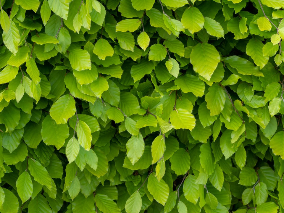 Wachstumsrate der Rotbuchenhecke in 4 Lebensphasen