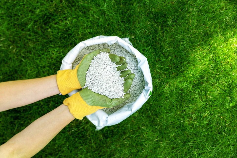 3 Tipps zur Düngung der Buchenhecke