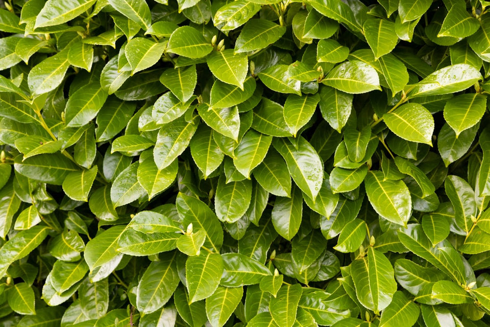 So wählen Sie den richtigen Lorbeerbaum für Ihren Garten