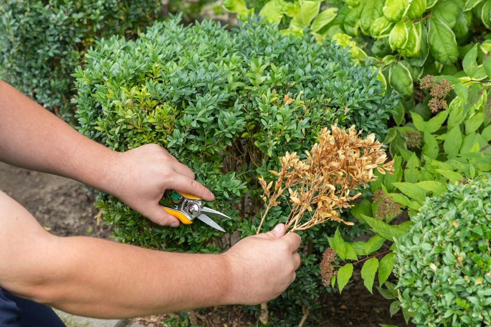 Alternativen für Buxus