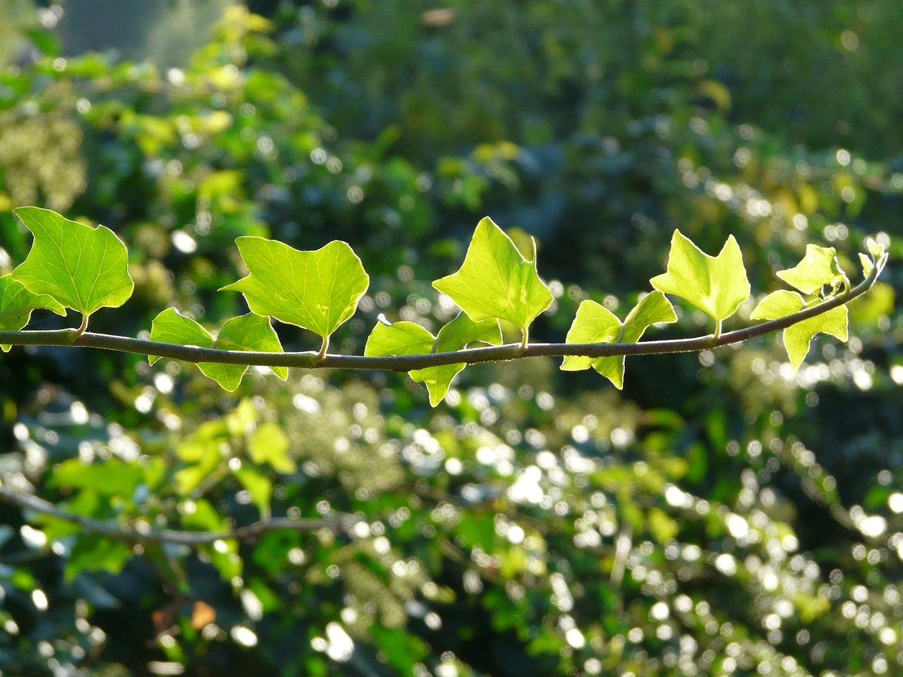 Was ist die Wachstumsgeschwindigkeit von Hedera?