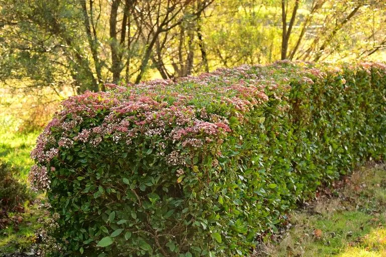 Viburnum tinus schneiden: alle Tipps auf einen Blick