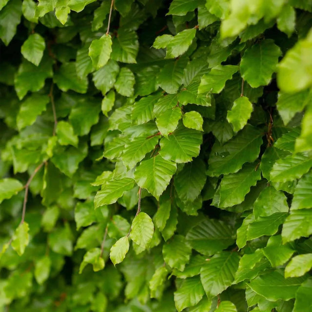 Groene beukenhaag