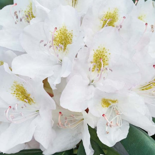 Rhododendron Cunninghams White