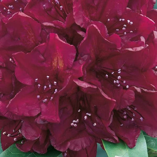 Rhododendron Moser's Maroon