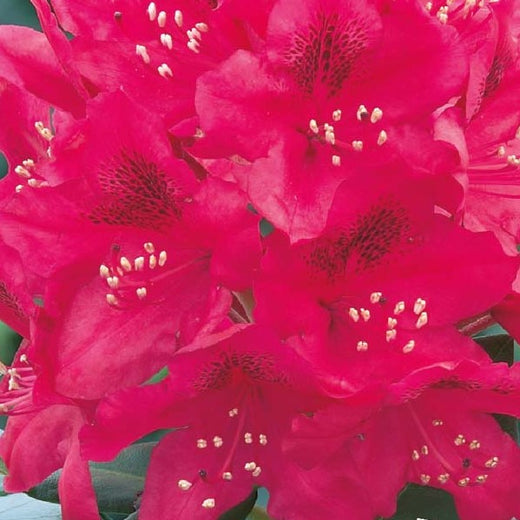 Rhododendron Nova Zembla