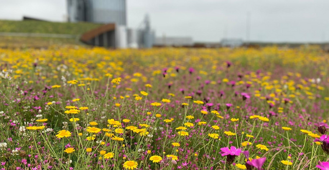 Dachbegrünung System Biodiversität leichtgewichtig