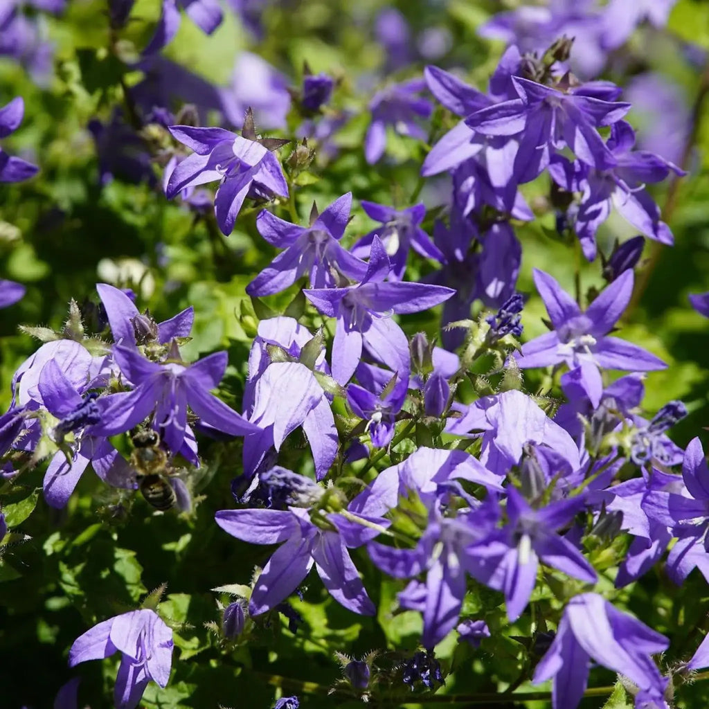 Hängepolster-Glockenblume (Campanula poscharskyana) bodendecker kaufen