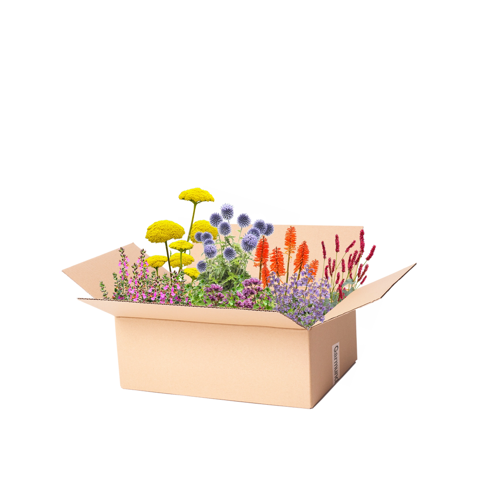 Staudenbeet Paket Cottage