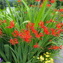 Montbretia Lucifer