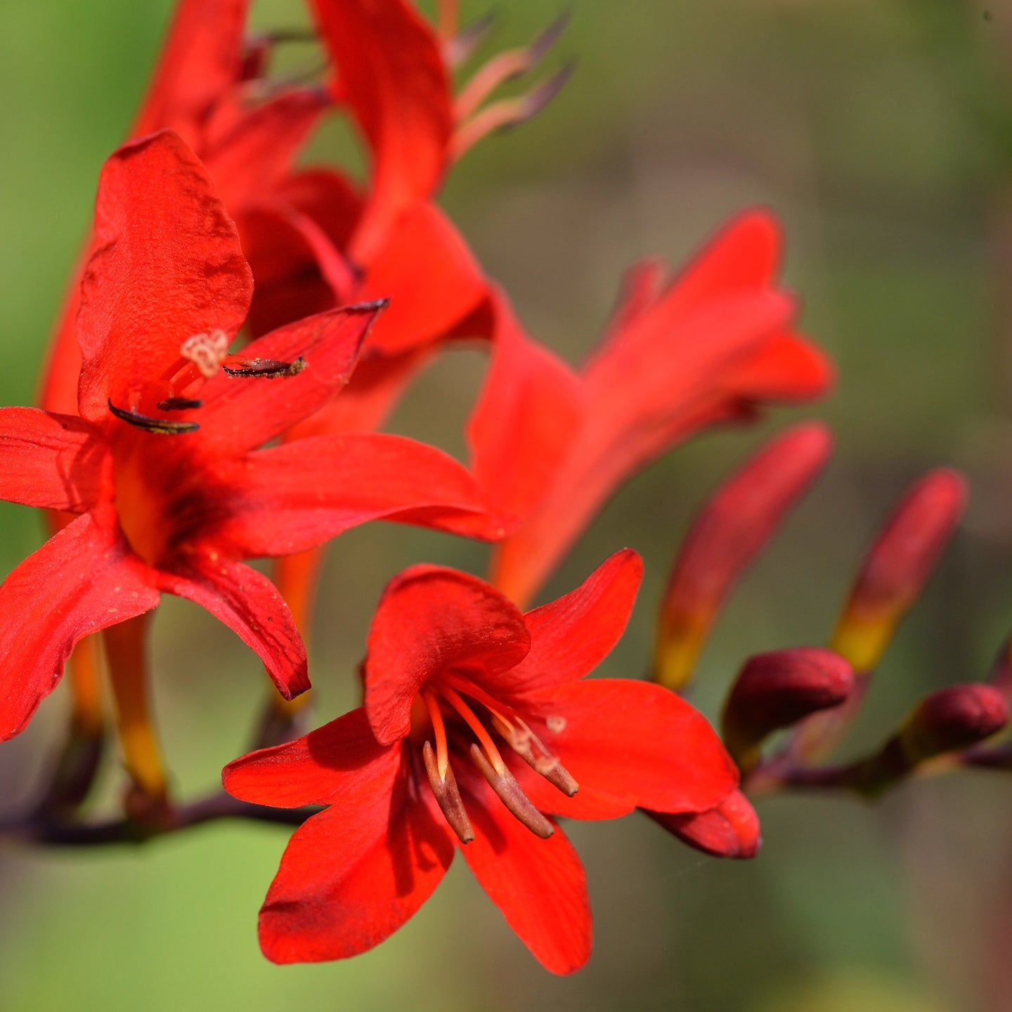 Montbretia Lucifer