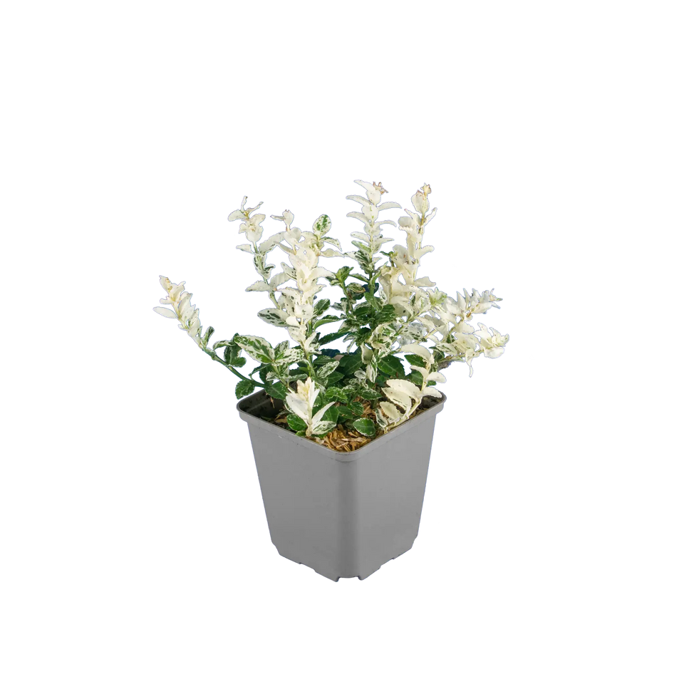 Kriechspindel ‘Harlequin’