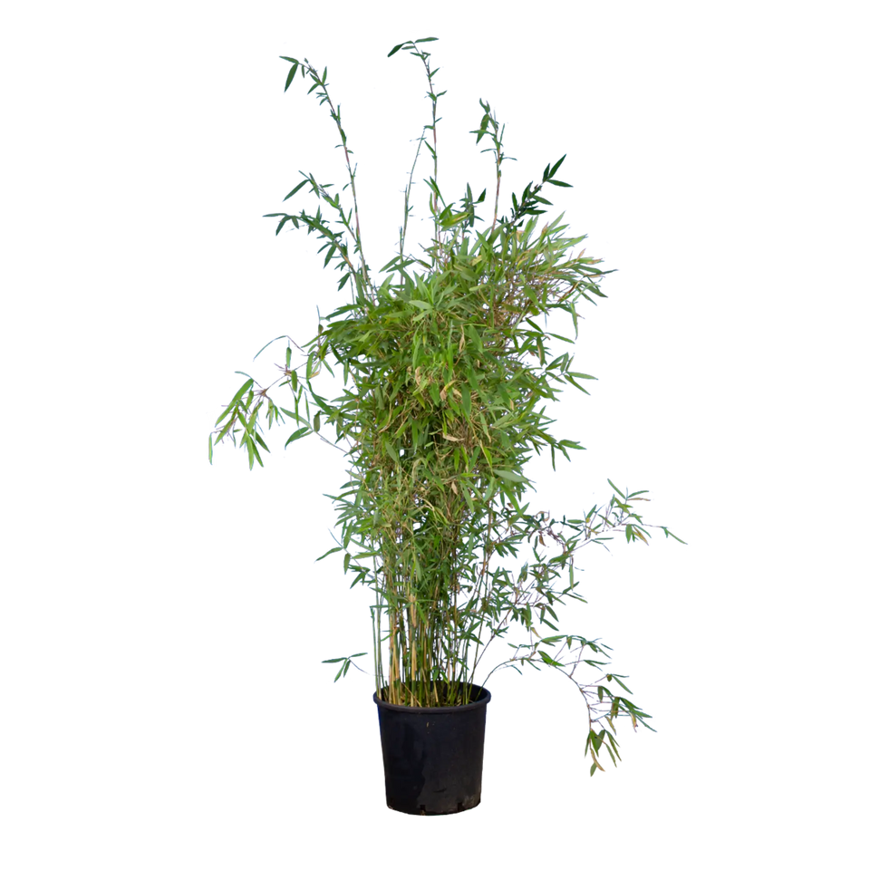 Bambus Great Wall