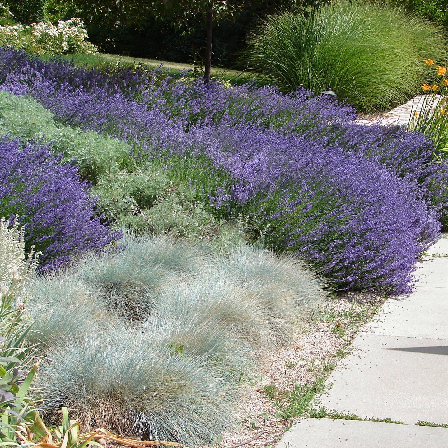 Blauschwingel 'Elijah Blue'