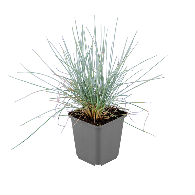 Blauschwingel 'Elijah Blue'
