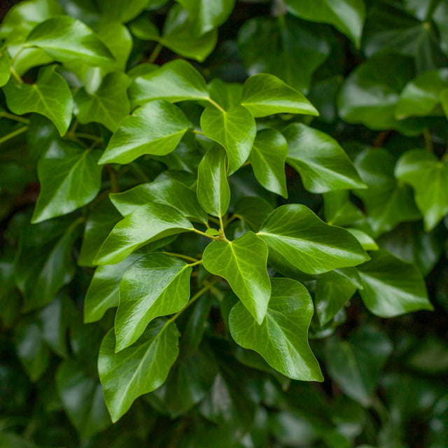 Kaukasischen Efeu fertige Hecke