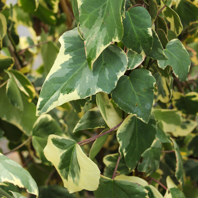 Kaukasischer Efeu Fertige Hecke Dentata Variegata