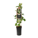 Kletterhortensie