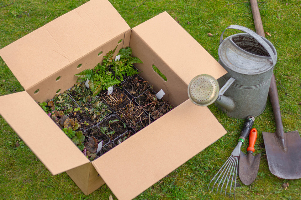 Staudenbeet Paket Romantisch