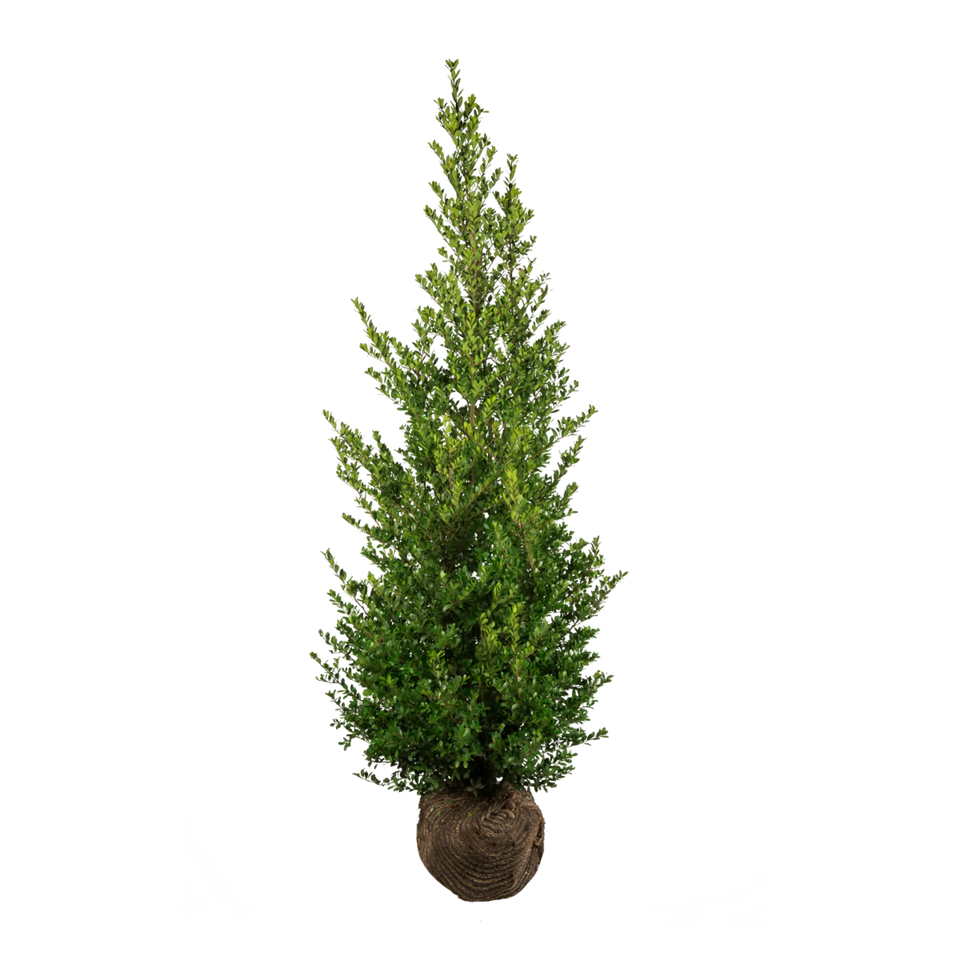 Japanische Stechpalme Dark Green®