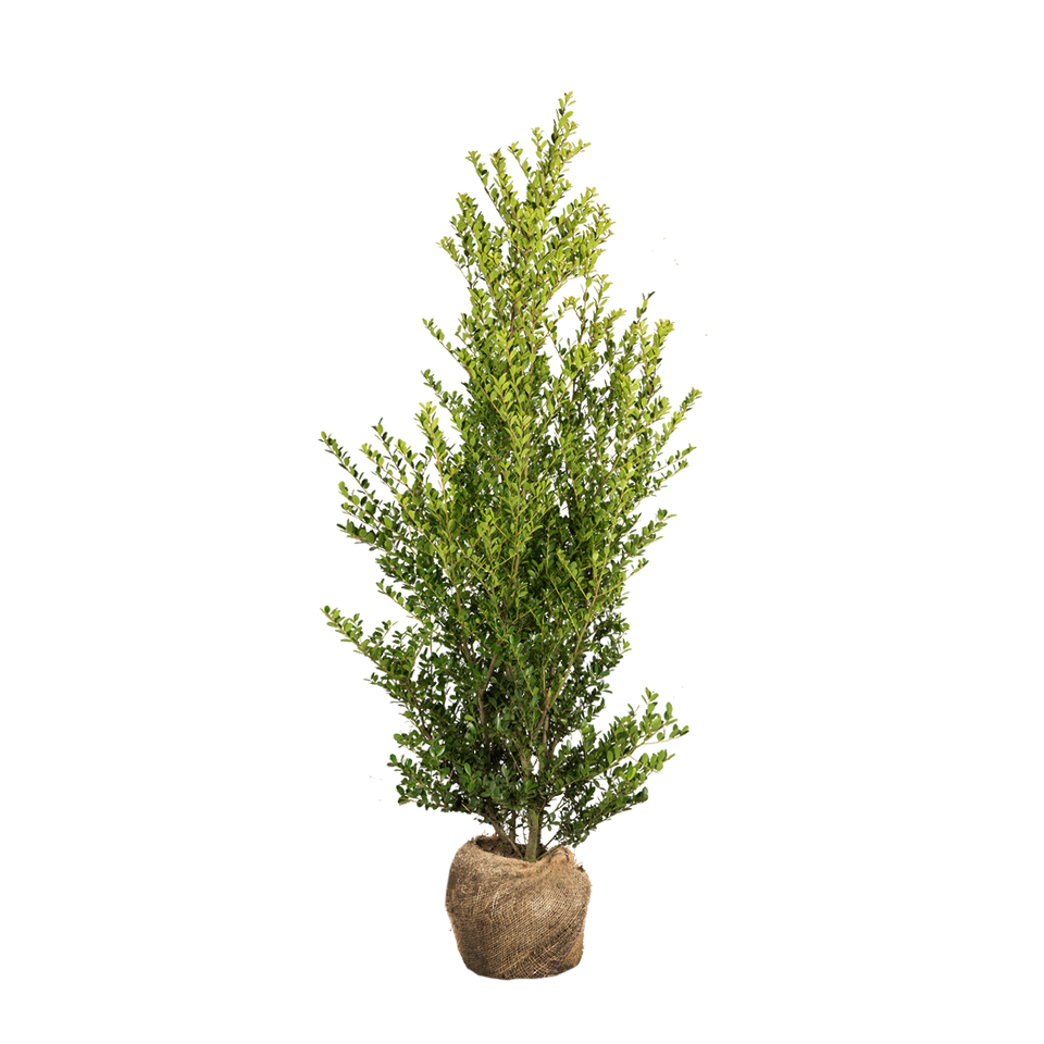 Japanische Stechpalme Green Hedge