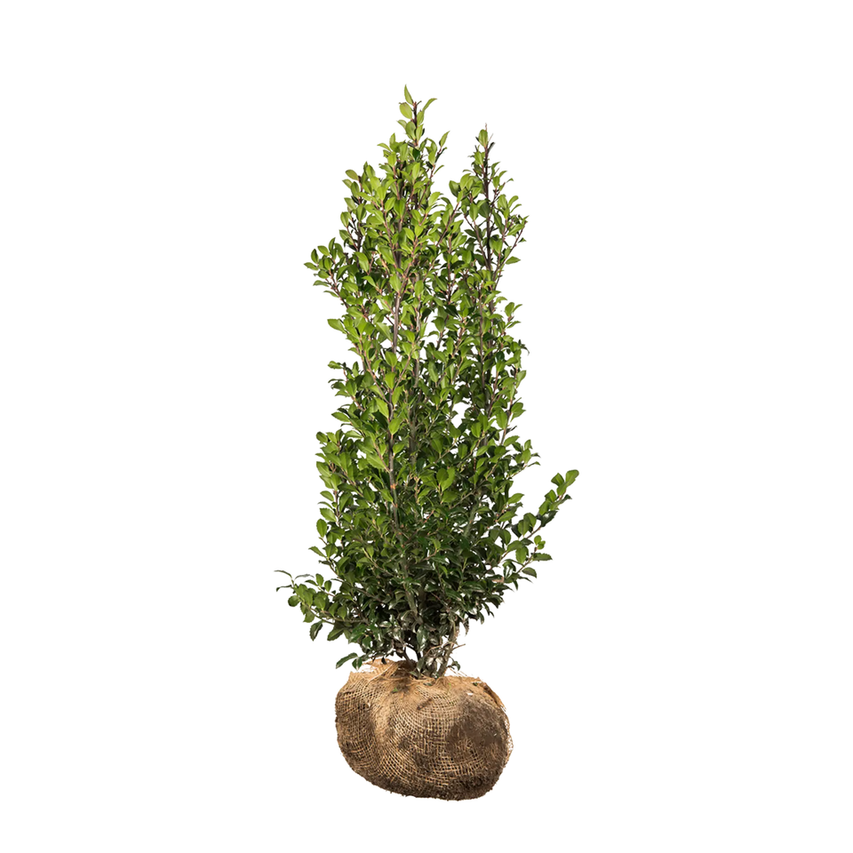 Stechpalme Heckenstar