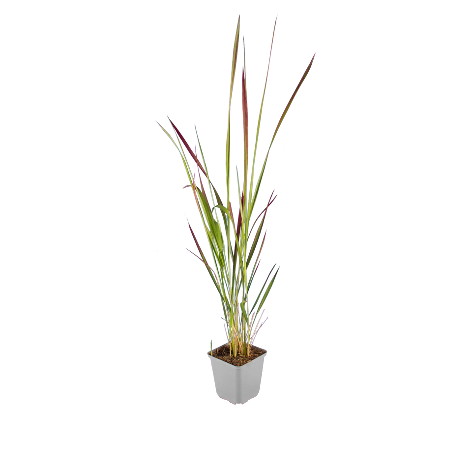 Japanisches Blutgras