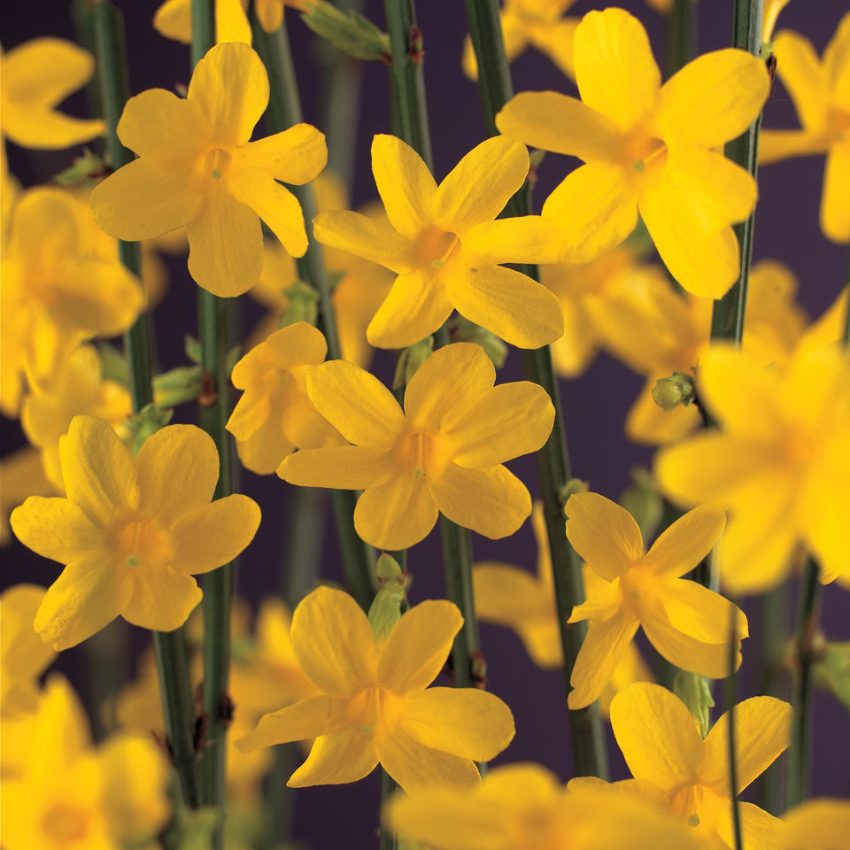 Winterjasmin