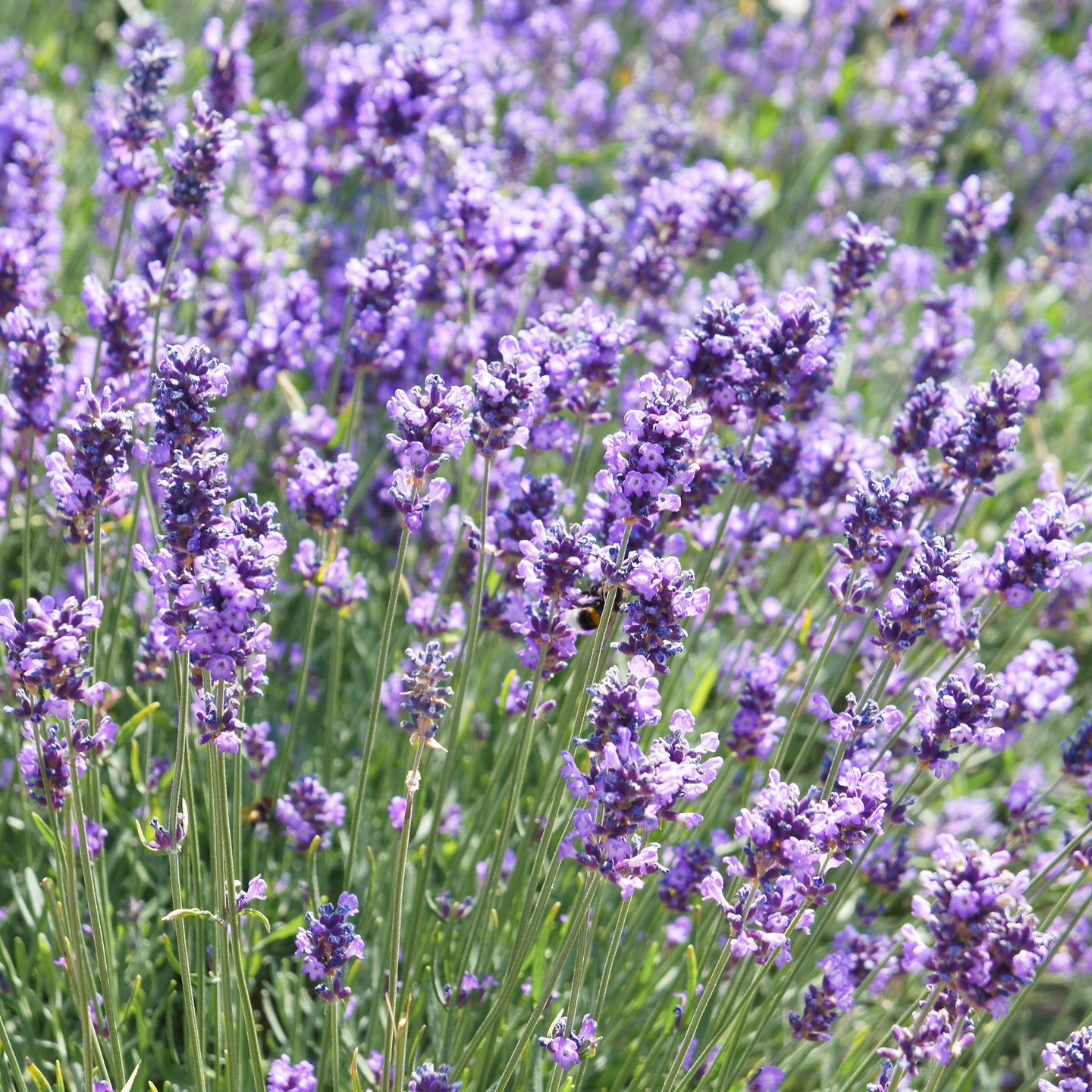 Lavendel Dwarf Blue