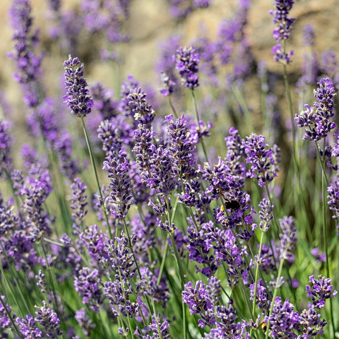 Lavendel Munstead