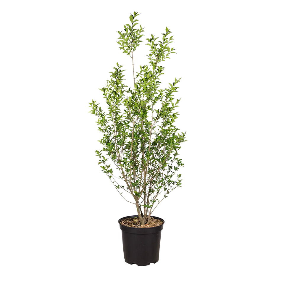 Wintergrüner Liguster