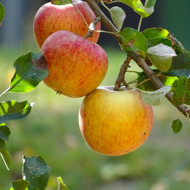 Apfelbaum 'Cox Orange Pippin'