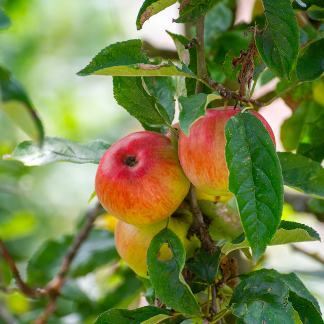 Apfelbaum 'Jonagold'