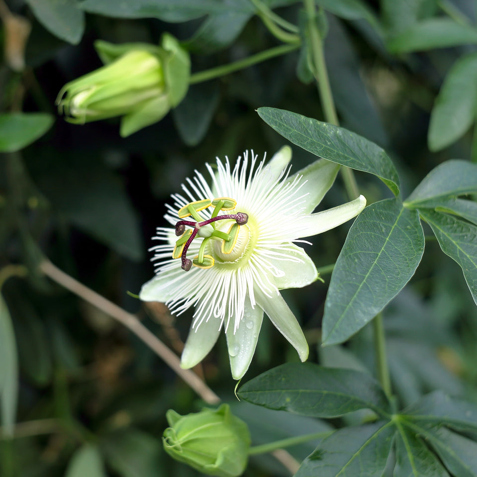 weiße Passionsblume