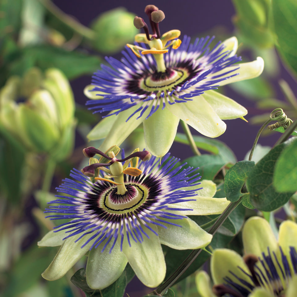 Passionsblume