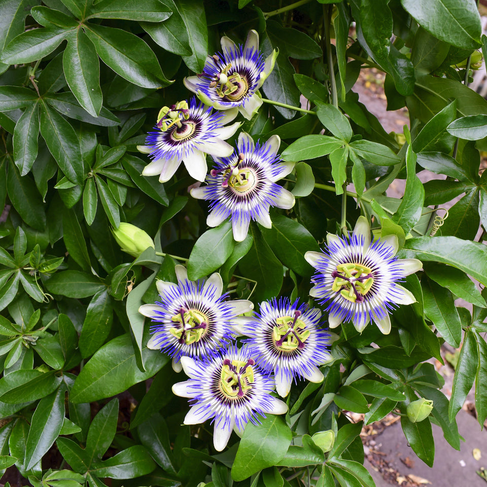 Passionsblume