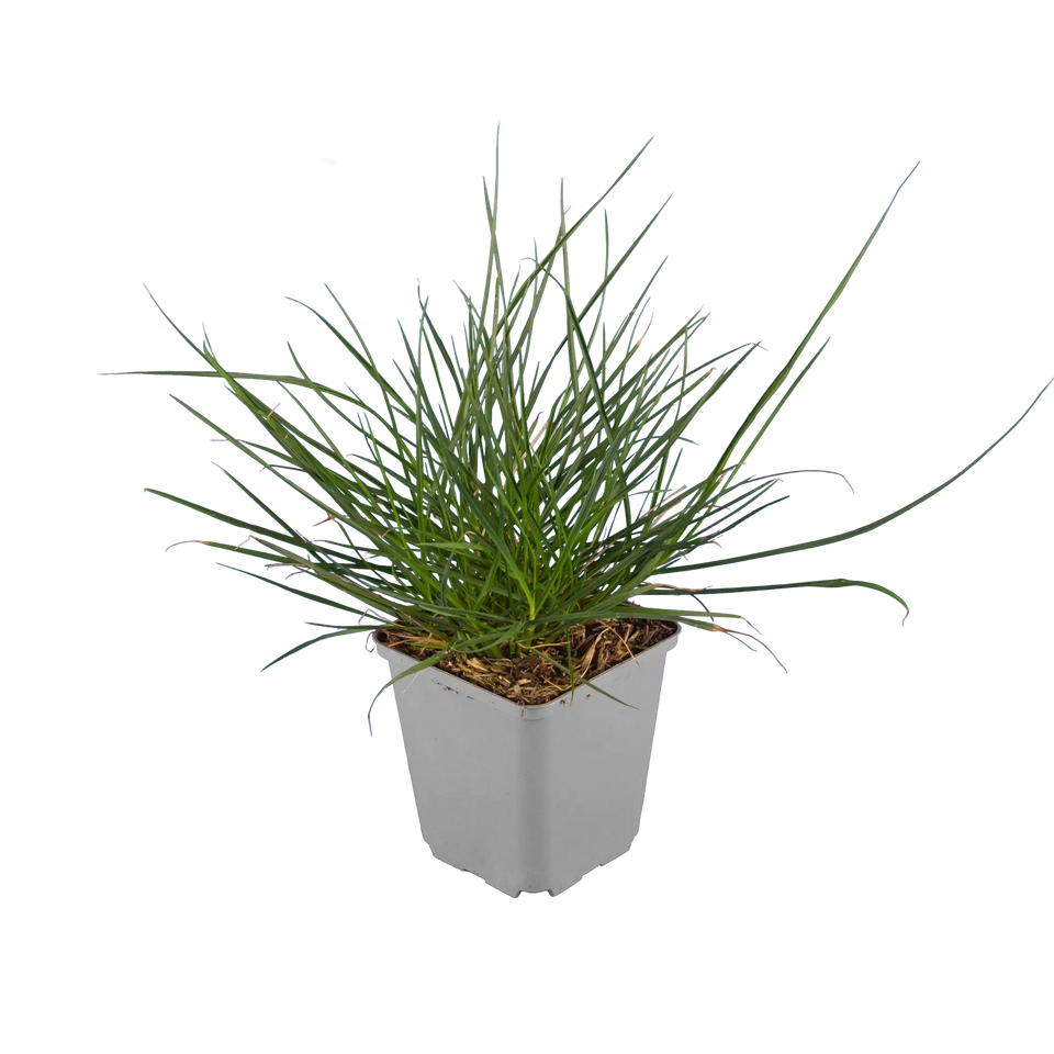 Lampenputzergras 'Little bunny'