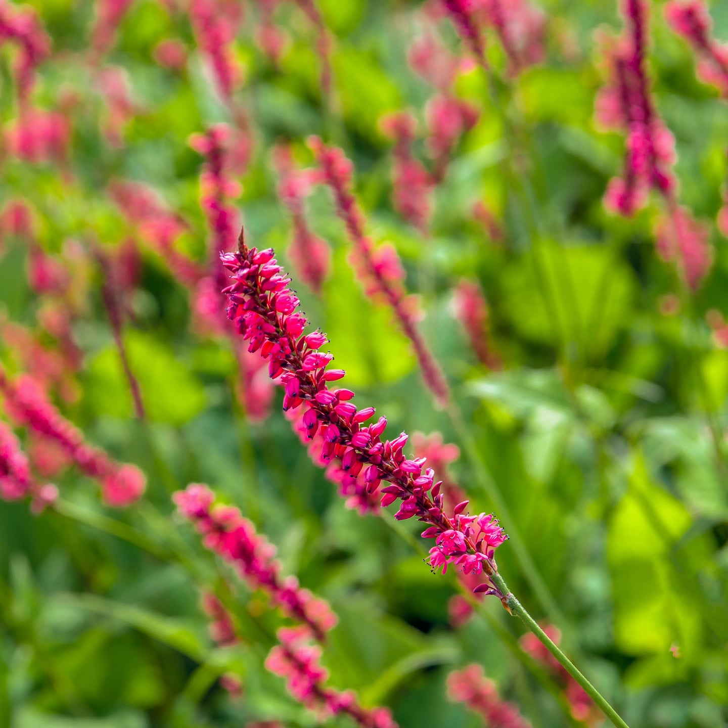 Kerzenknöterich amplexicaulis