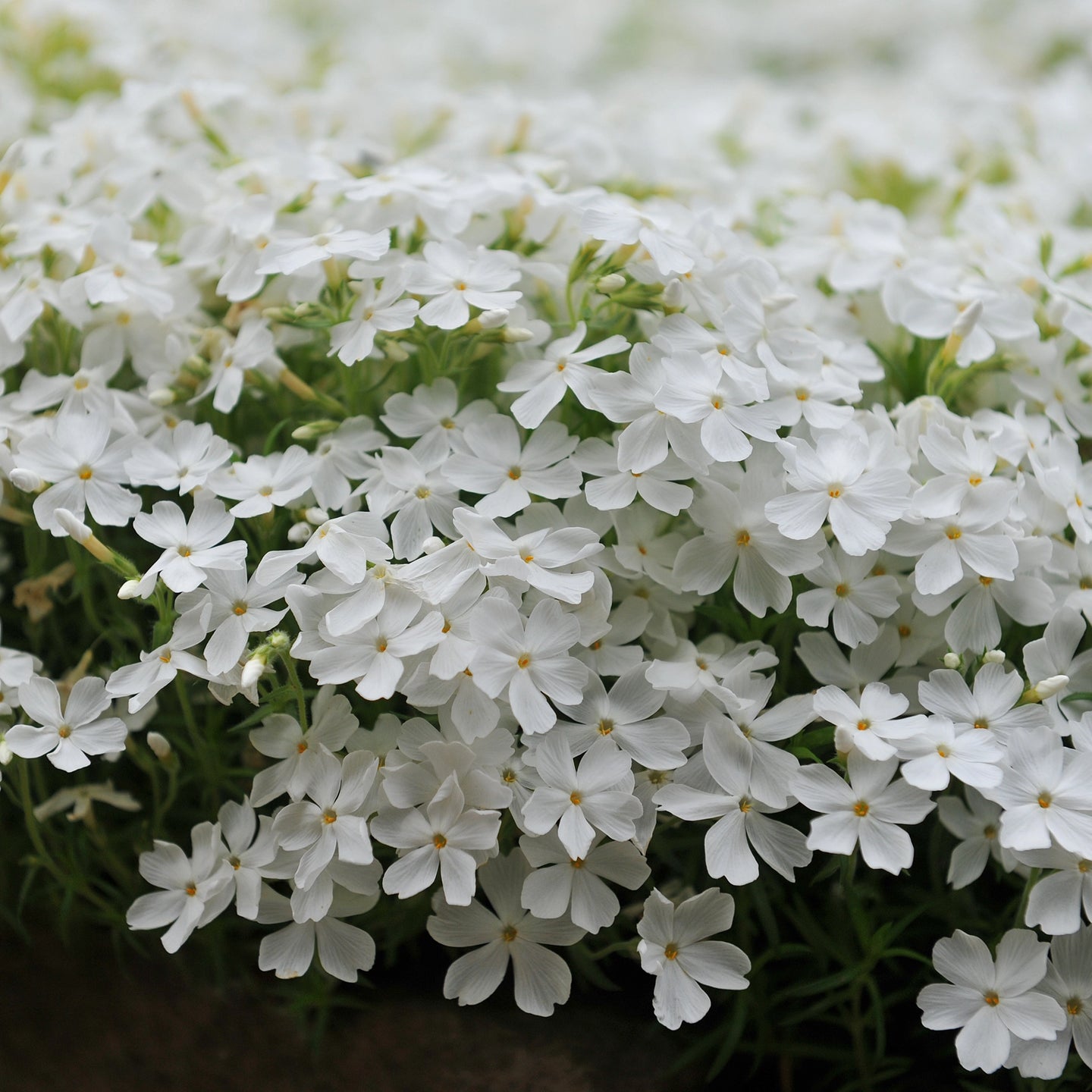 Flammenblume Maischnee