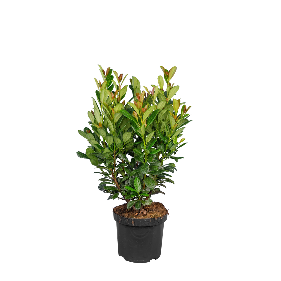 Laurier Bonaparte pot 40-60 cm