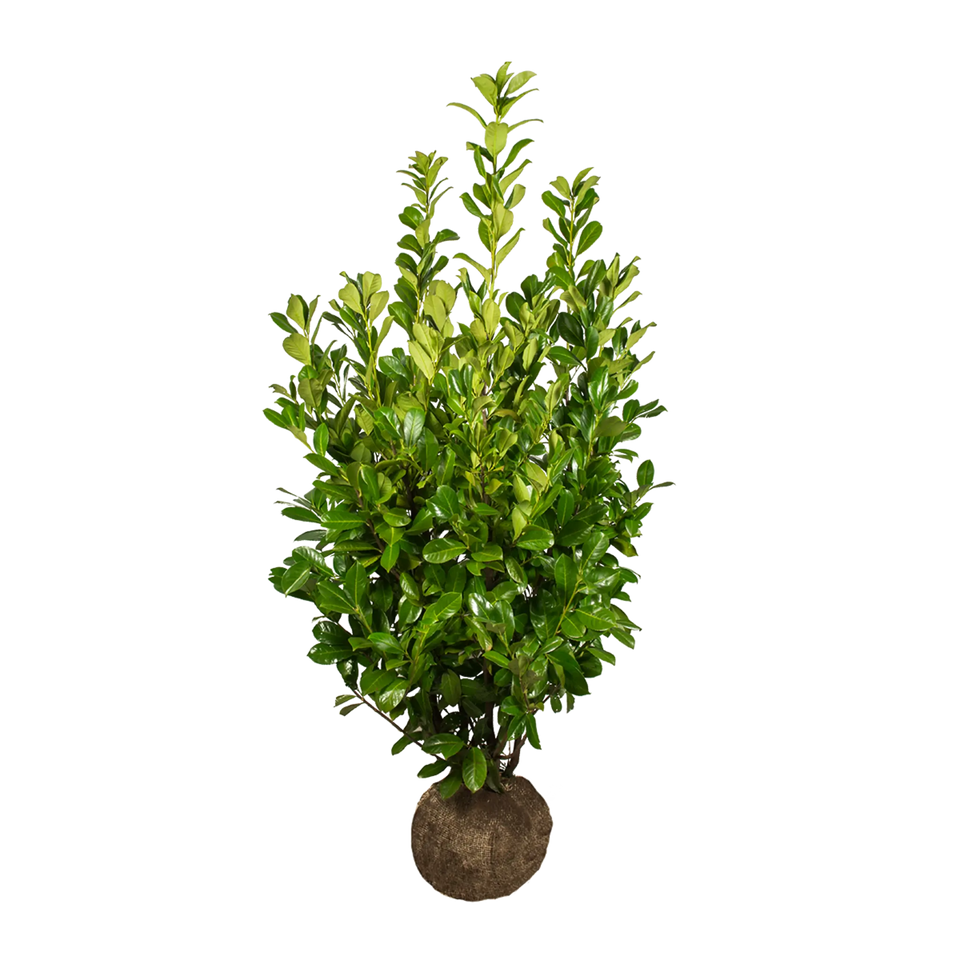 Kirschlorbeer Rotundifolia