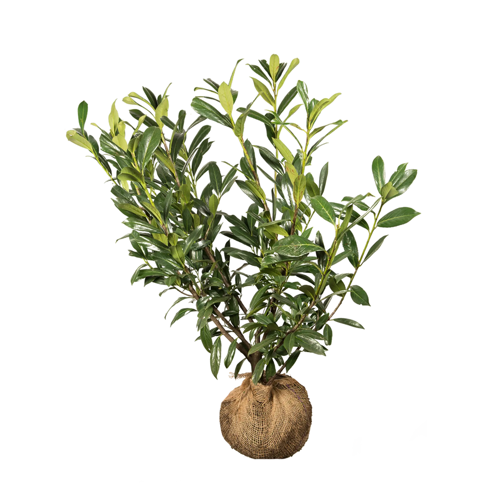 Kirschlorbeer Caucasica
